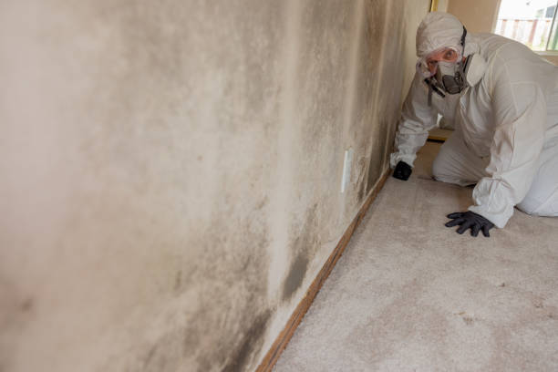 Best Environmental Consulting for Mold Prevention  in Covgton, IN